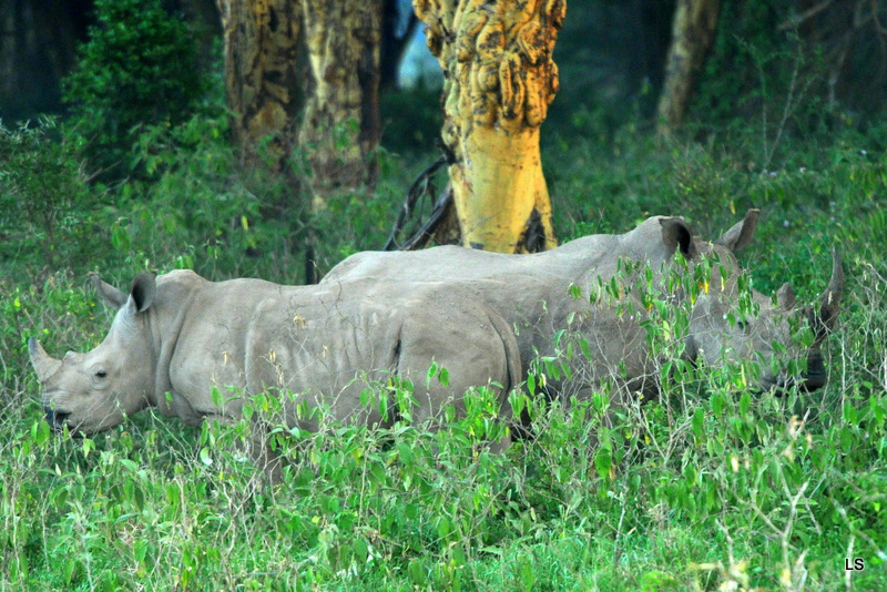 Rhinocéros blanc/White Rhino (41)