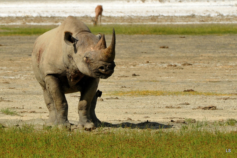 Rhinocéros noir/Black Rhino (7)