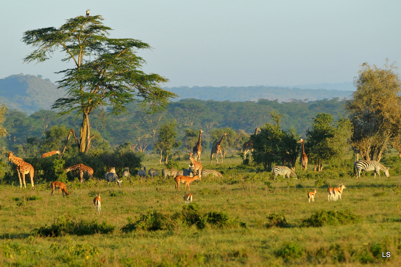 Herbivores (1)