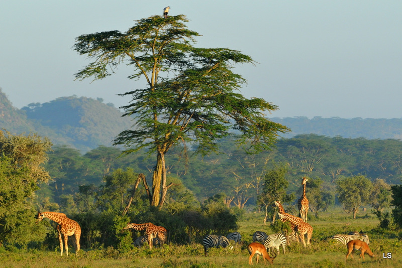 Herbivores (1)