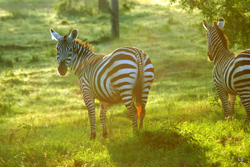 Zèbre/Zebra (26)