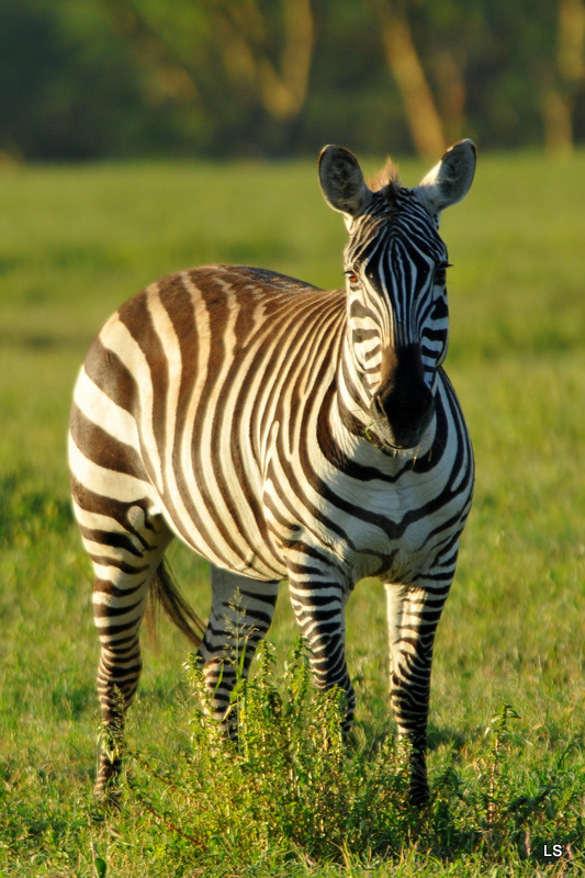 Zèbre/Zebra (15)