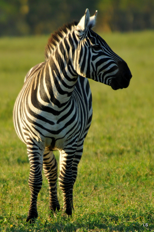 Zèbre/Zebra (16)