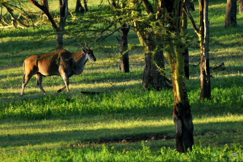 Eland du Cap/Cape Eland (1)