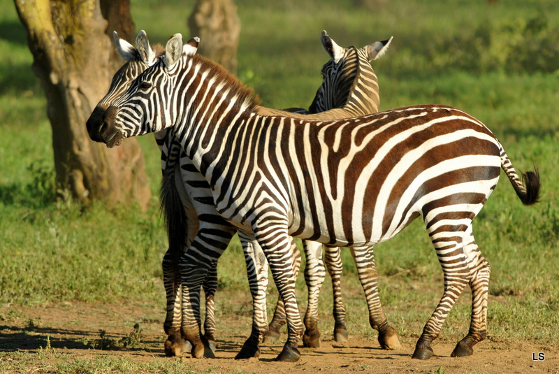 Zèbre/Zebra (20)