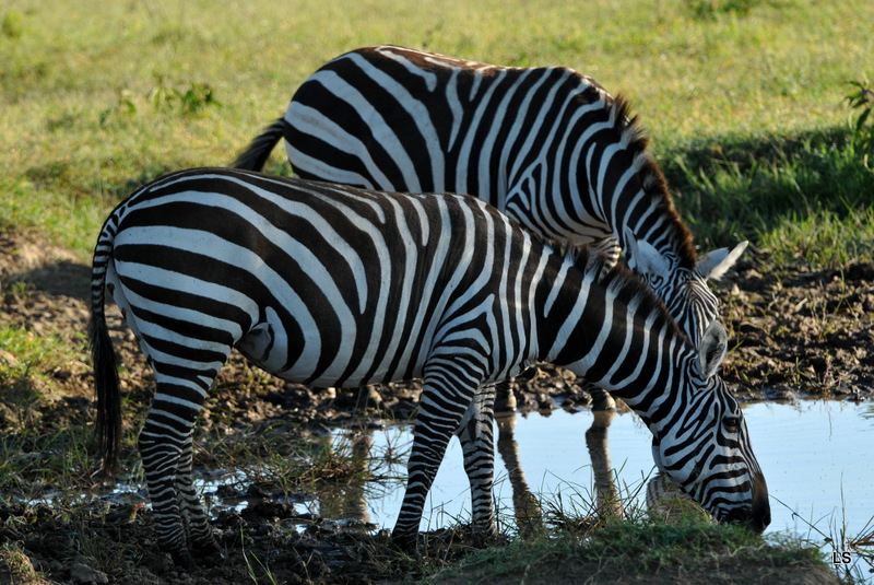 Zèbre/Zebra (21)