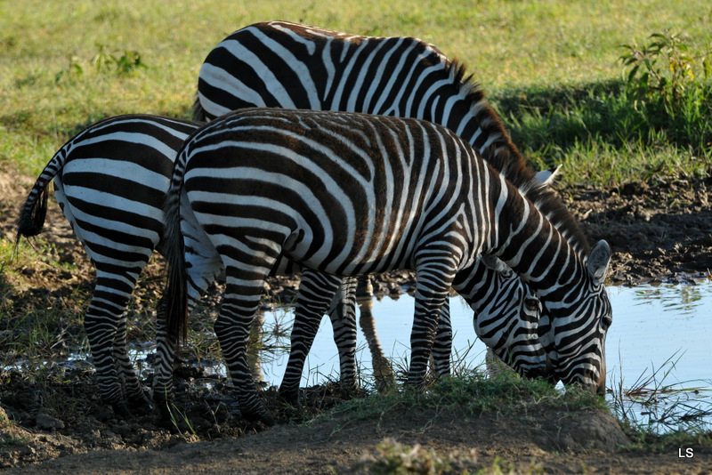 Zèbre/Zebra (22)