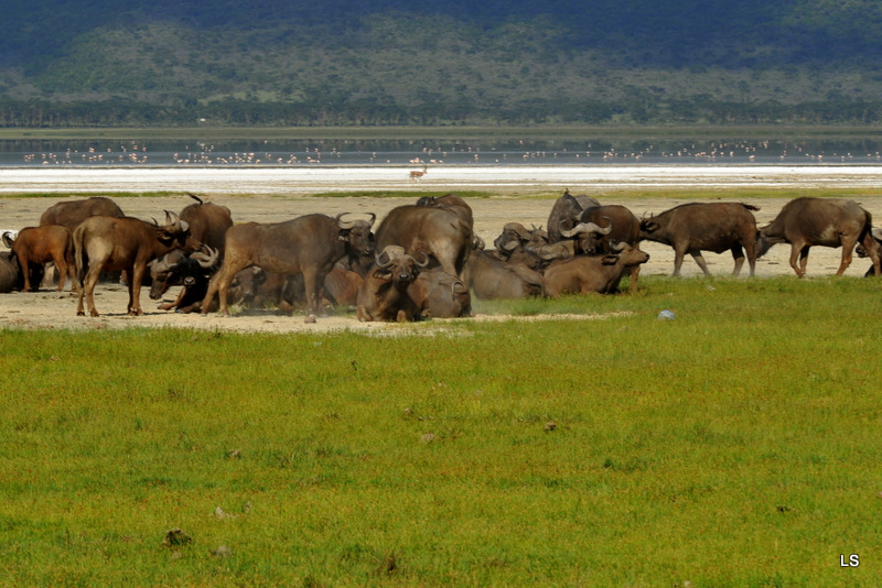 Buffle du Cap/Cape Buffalo (3)