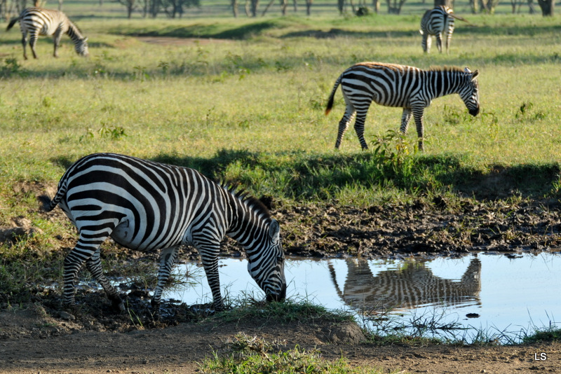 Zèbre/Zebra (24)