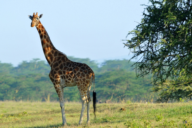 Girafe de Rothschild/Rothschild's Giraffe (3)