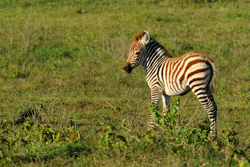 Zèbre/Zebra (26)