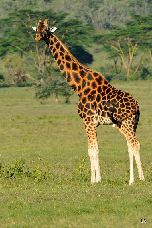 Girafe de Rothschild/Rothschild's Giraffe (4)