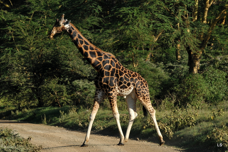 Girafe de Rothschild/Rothschild's Giraffe (5)