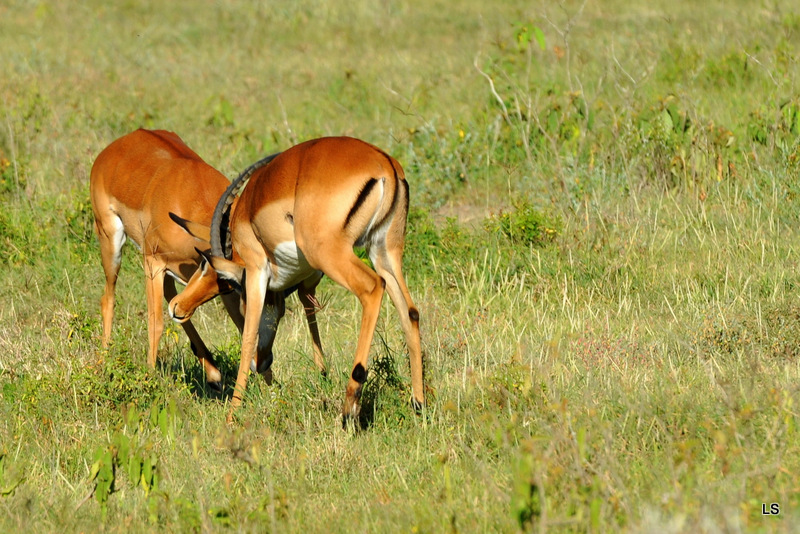 Impala (11)