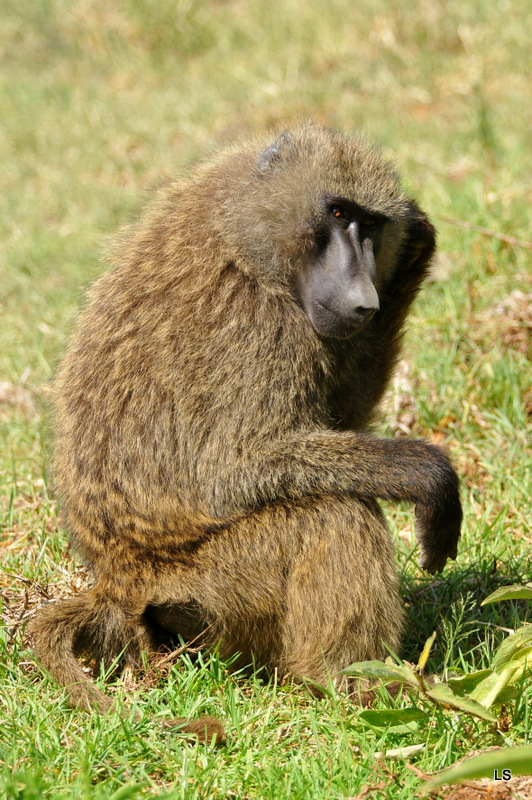 Babouin/Baboon (1)