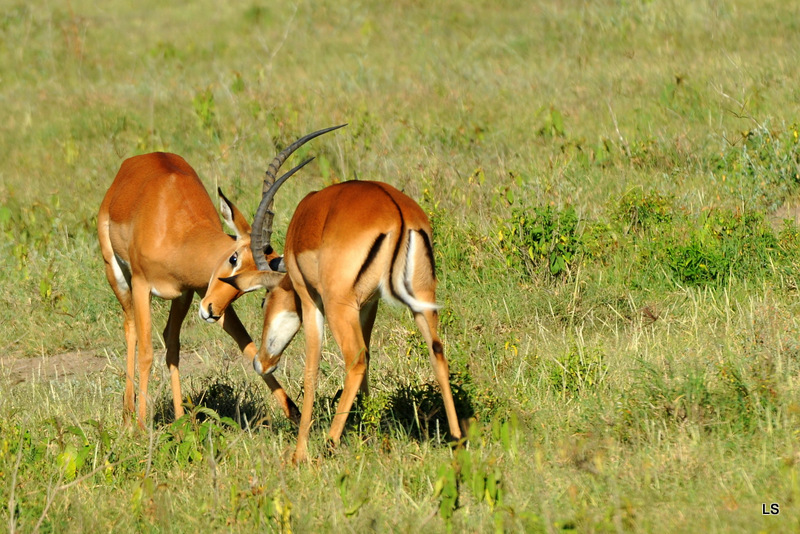 Impala (12)