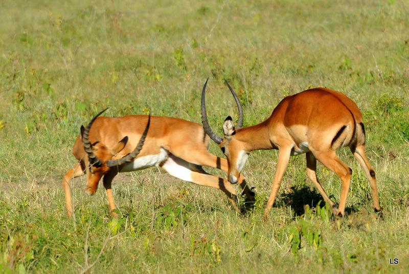 Impala (13)