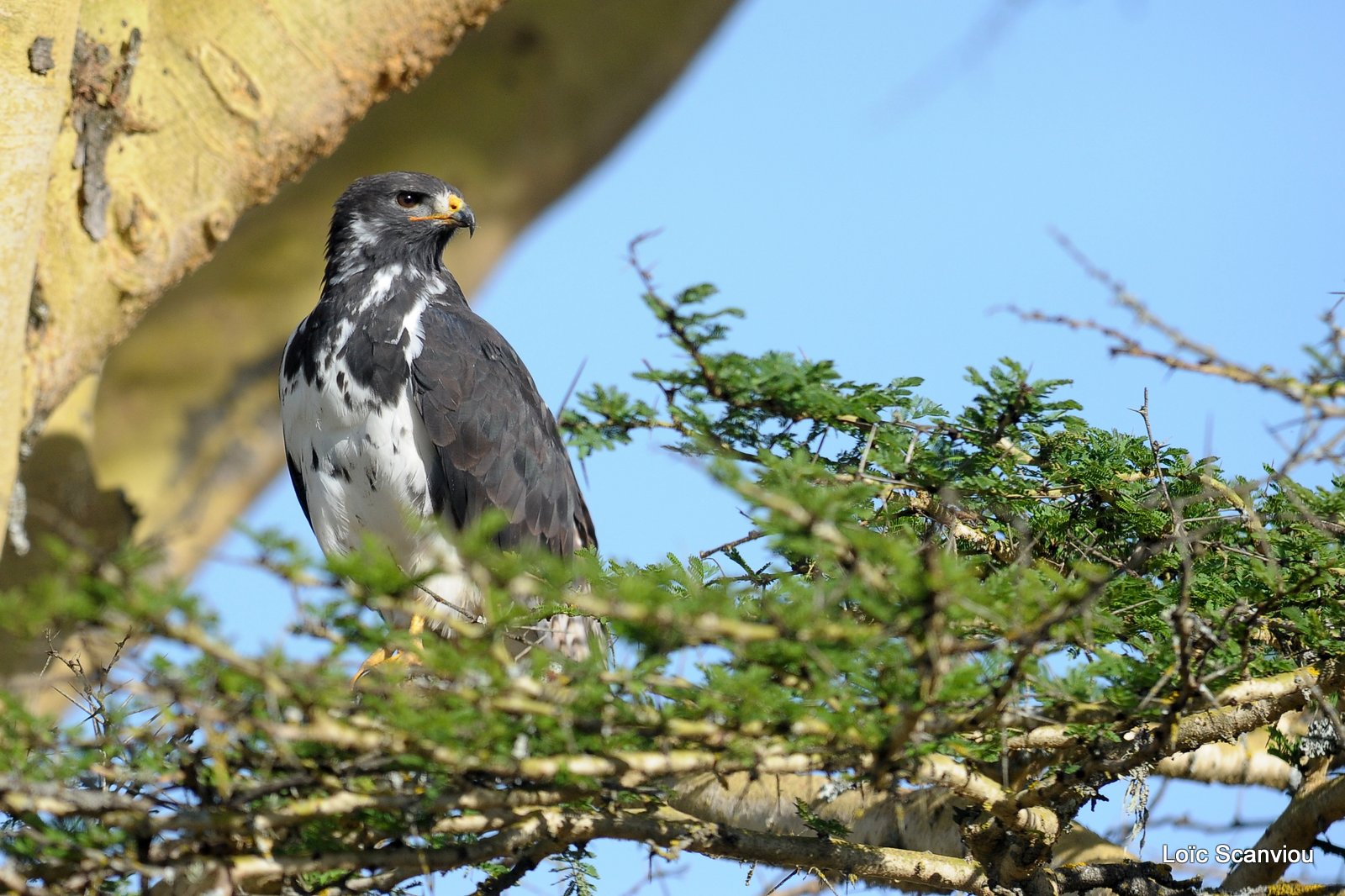 Buse augure/Augure Buzzard (1)