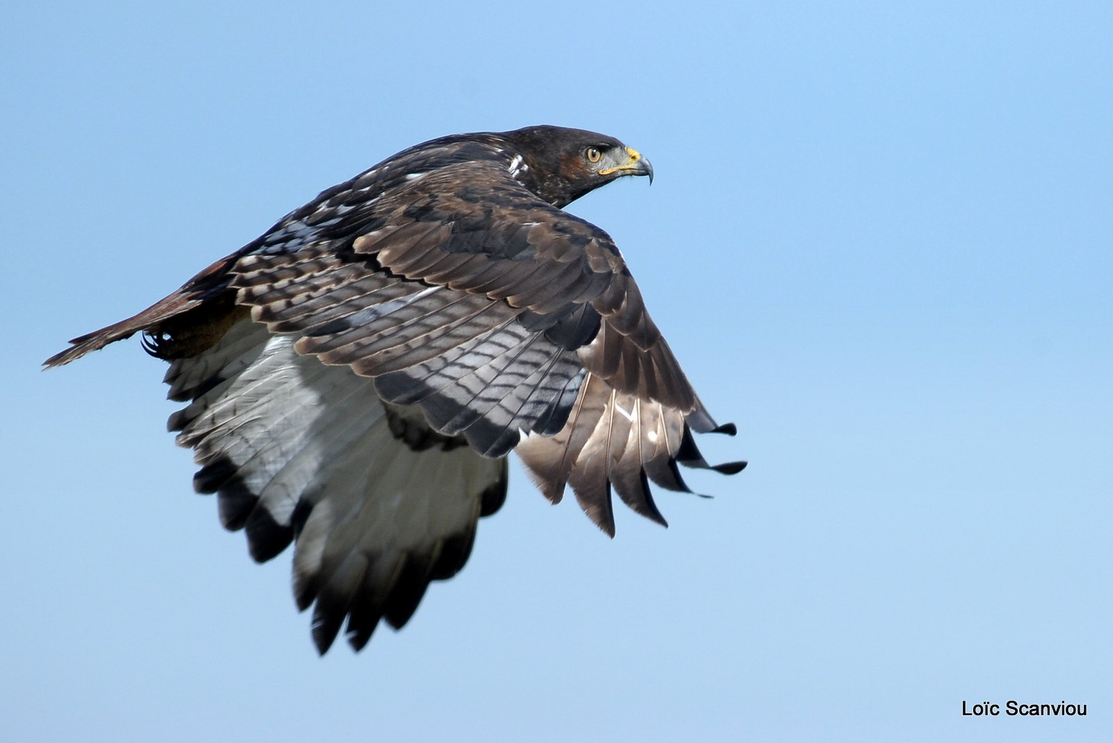 Buse augure/Augure Buzzard (4)
