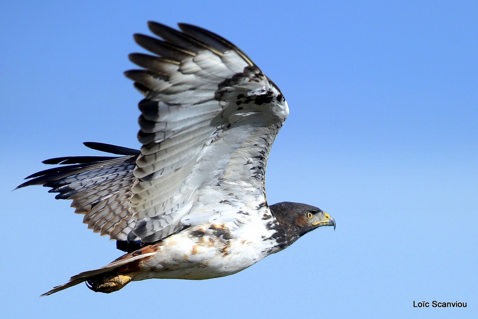 Buse augure/Augure Buzzard (5)