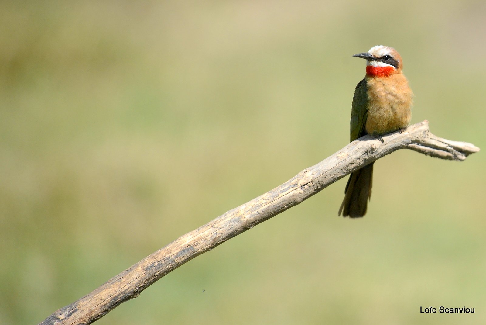 Guêpier à front blanc/White-fronted Bee-Eater (1)