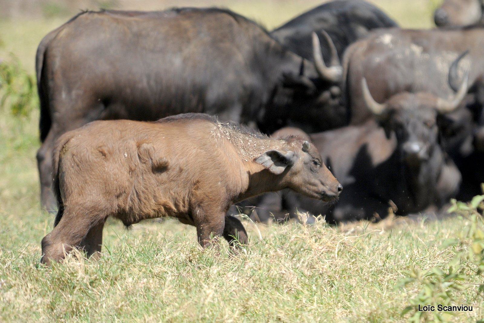 Buffle du Cap/Cape Buffalo (20)