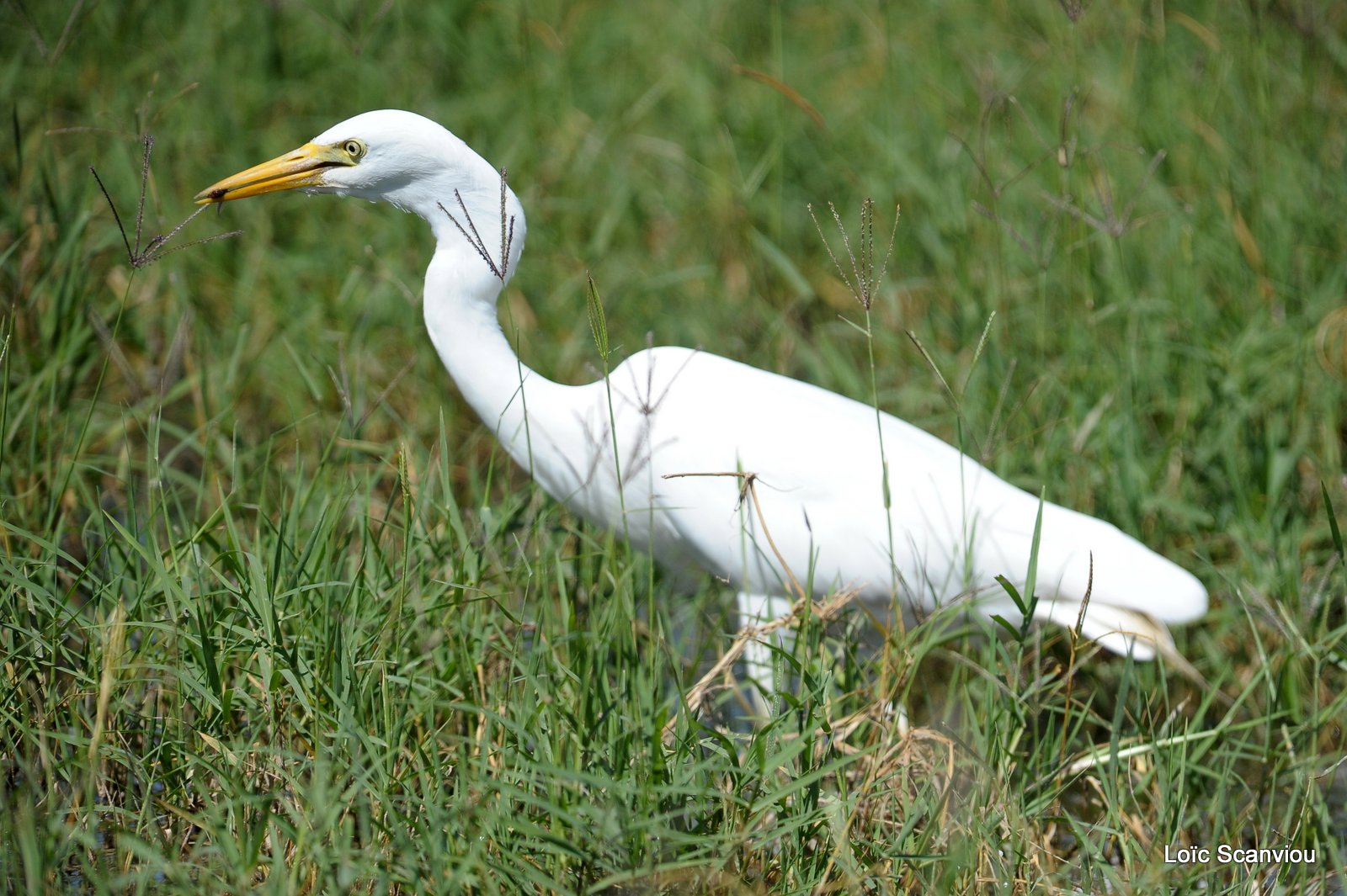 Aigrette/Egret (1)