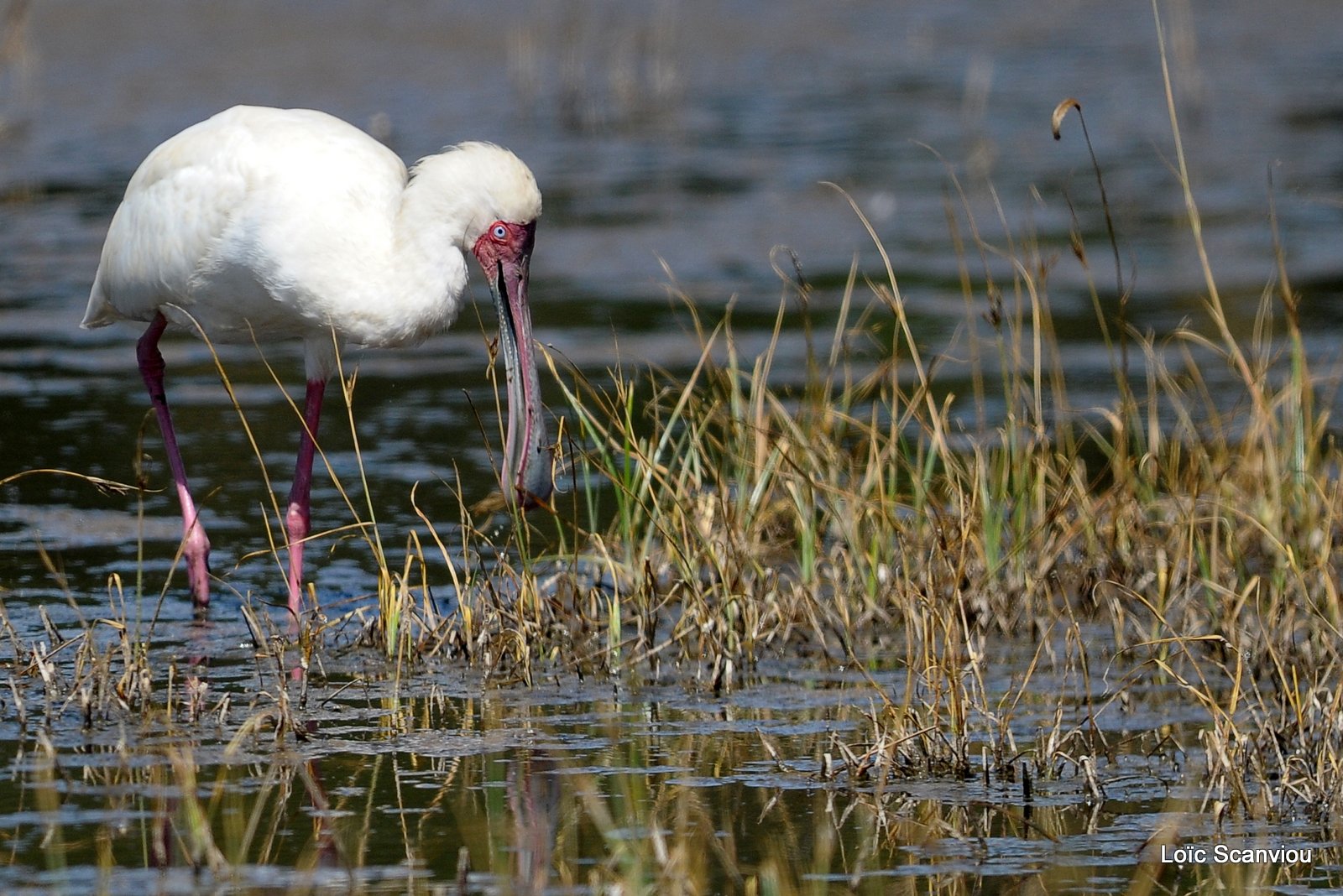 Spatule d'Afrique/African Spoonbill (1)