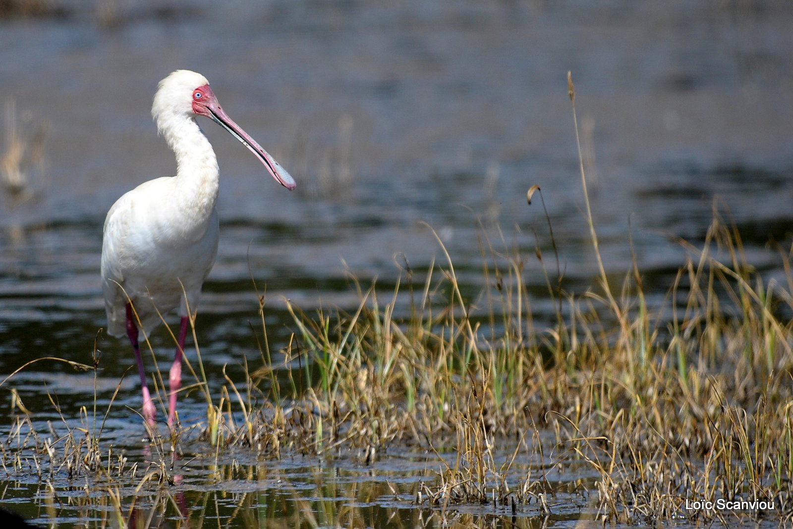 Spatule d'Afrique/African Spoonbill (2)