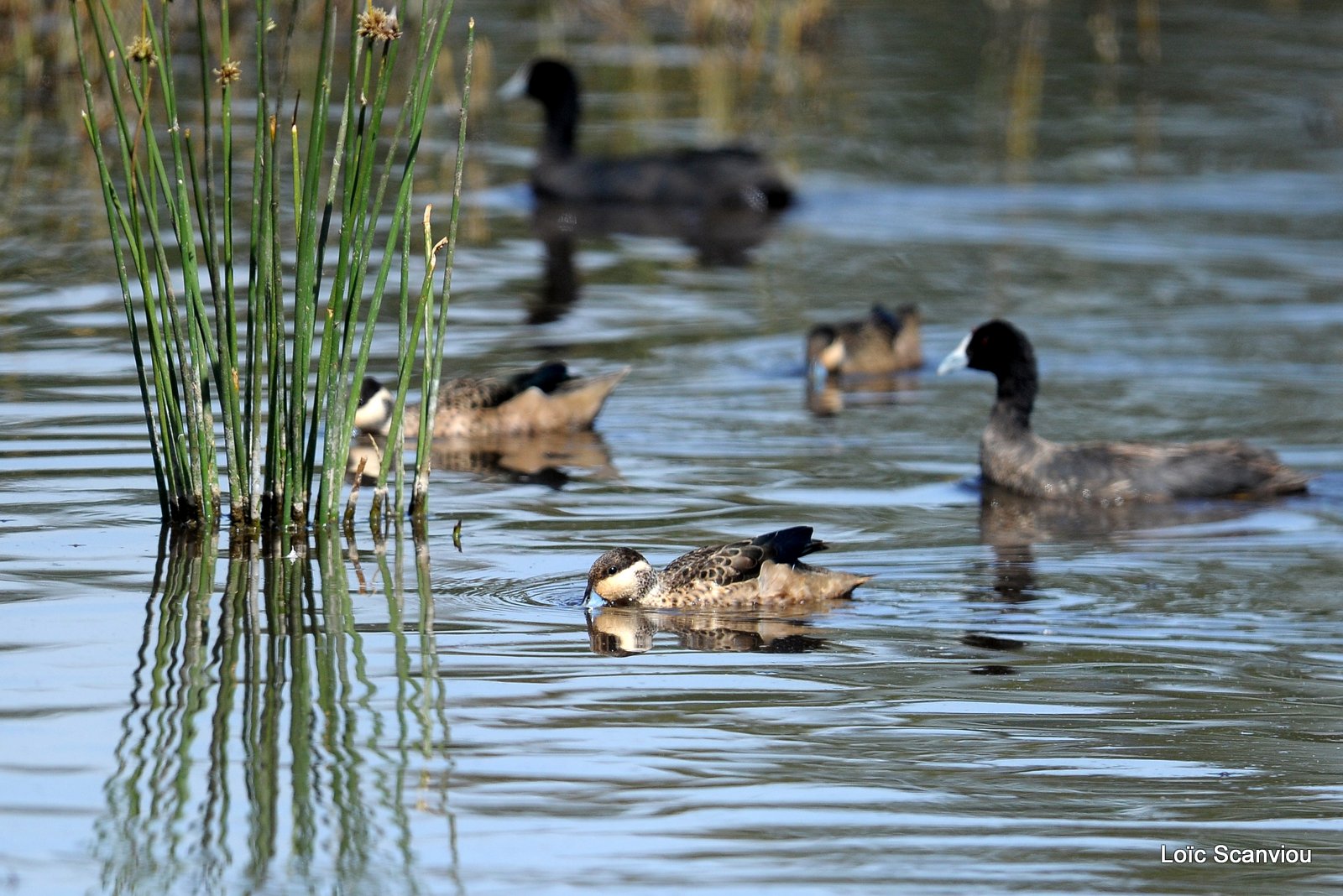 Canard/Duck