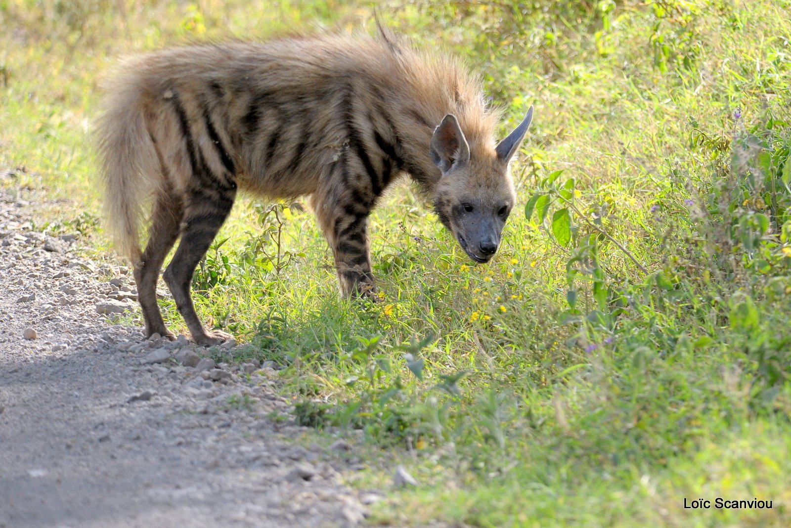 Hyène rayée/Striped Hyena (3)