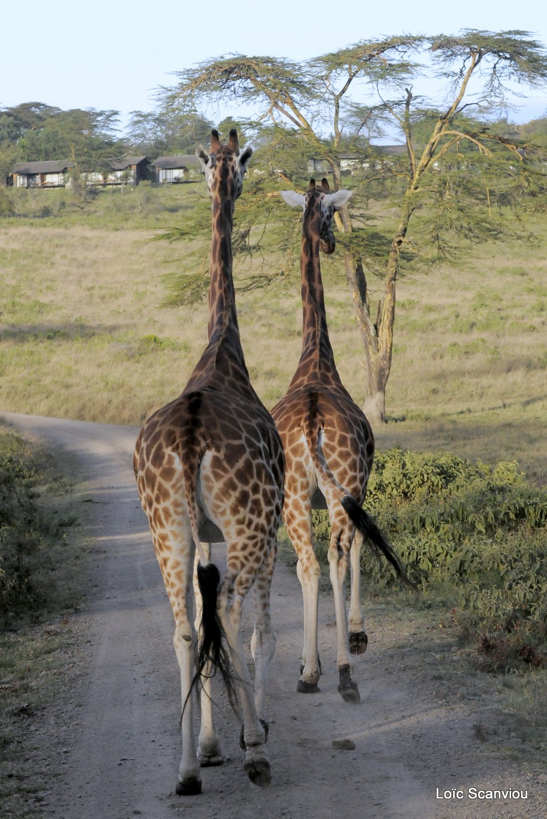 Girafe/Giraffe (6)