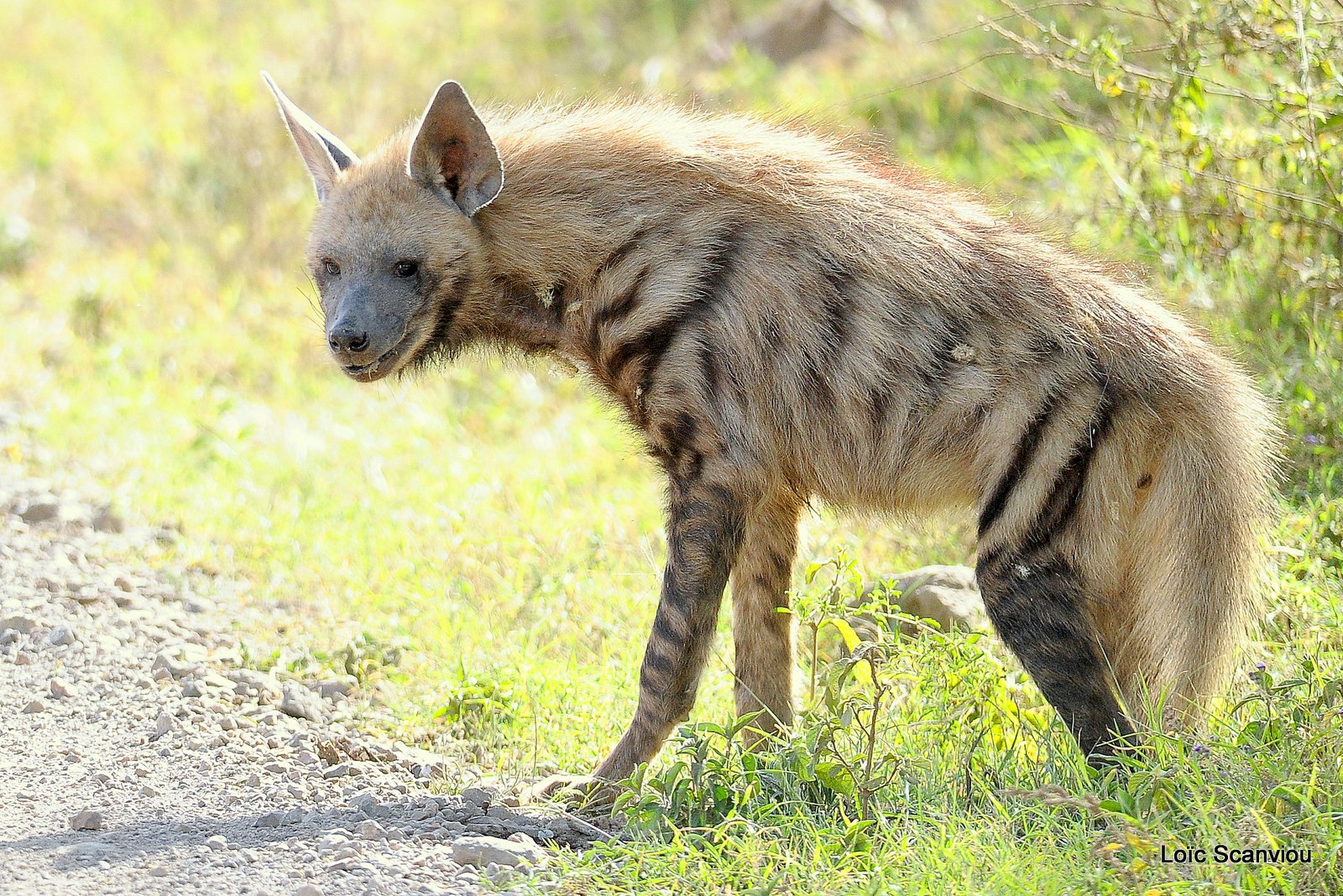 Hyène rayée/Striped Hyena (4)