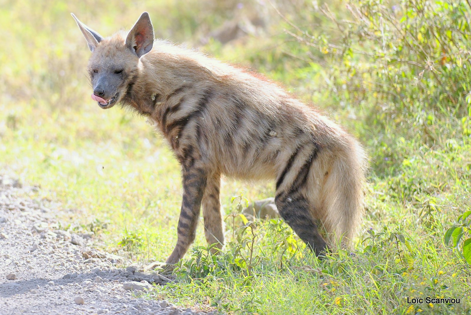 Hyène rayée/Striped Hyena (5)