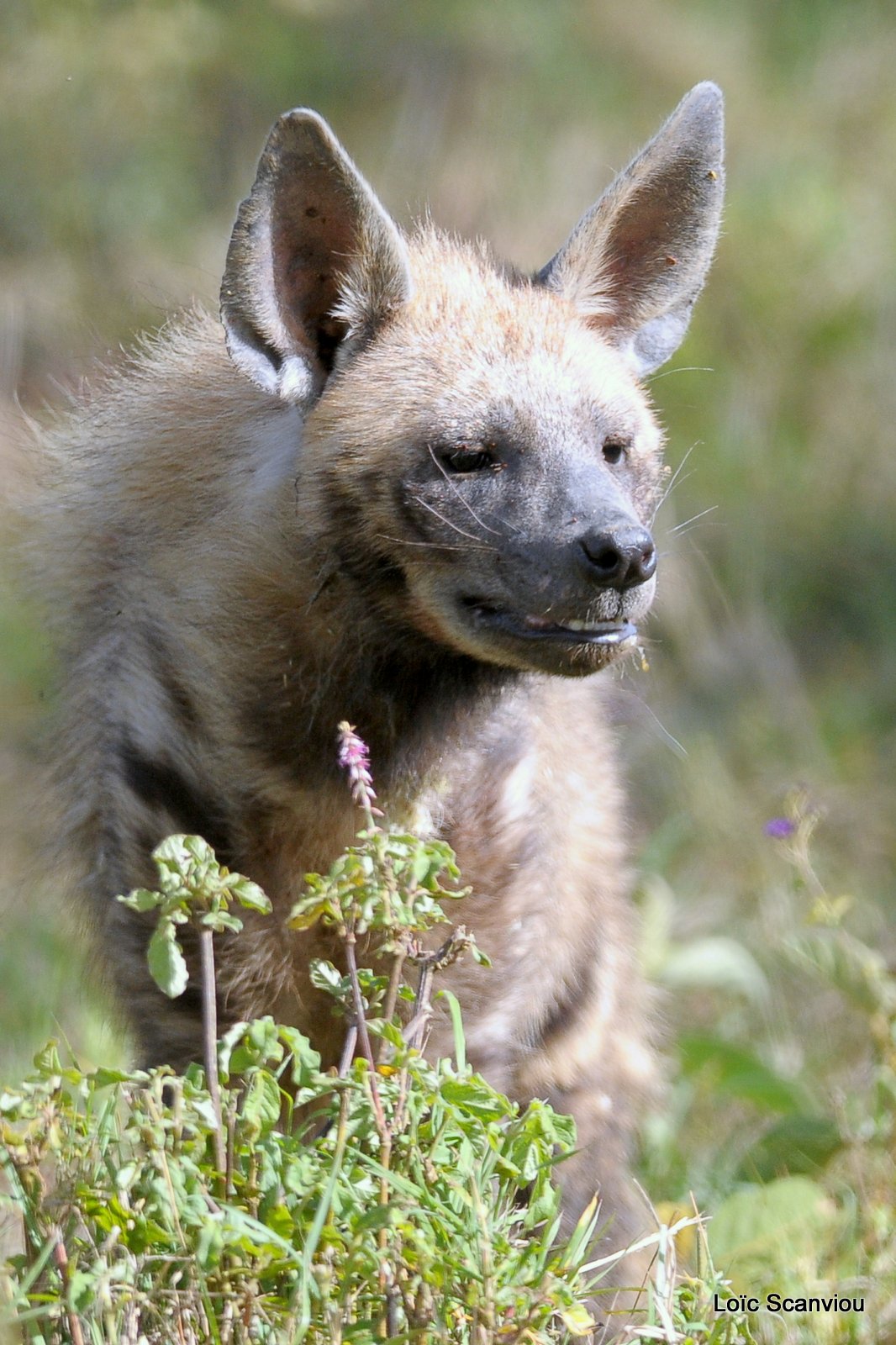 Hyène rayée/Striped Hyena (6)