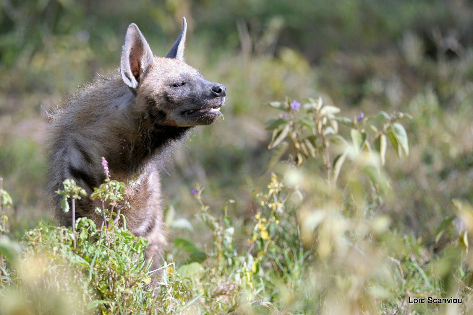Hyène rayée/Striped Hyena (7)