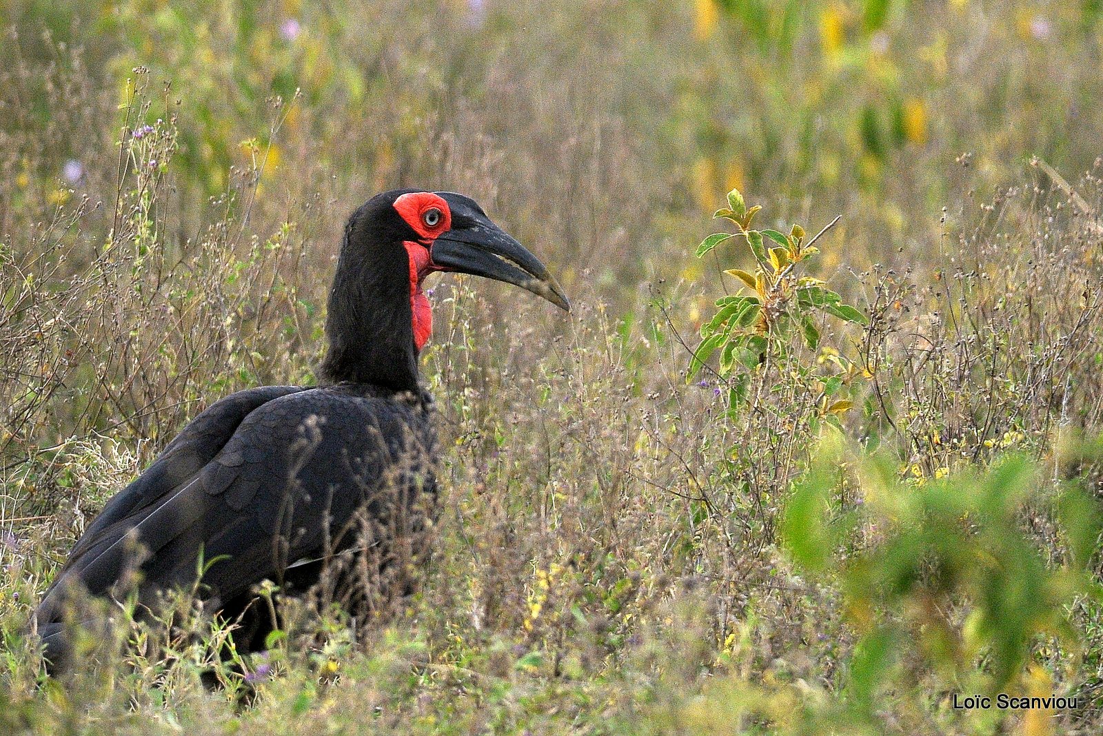 Bucorve/Ground Hornbill (1)