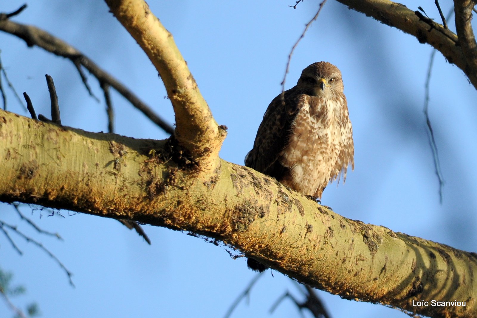 Buse augure/Augur Buzzard (3)
