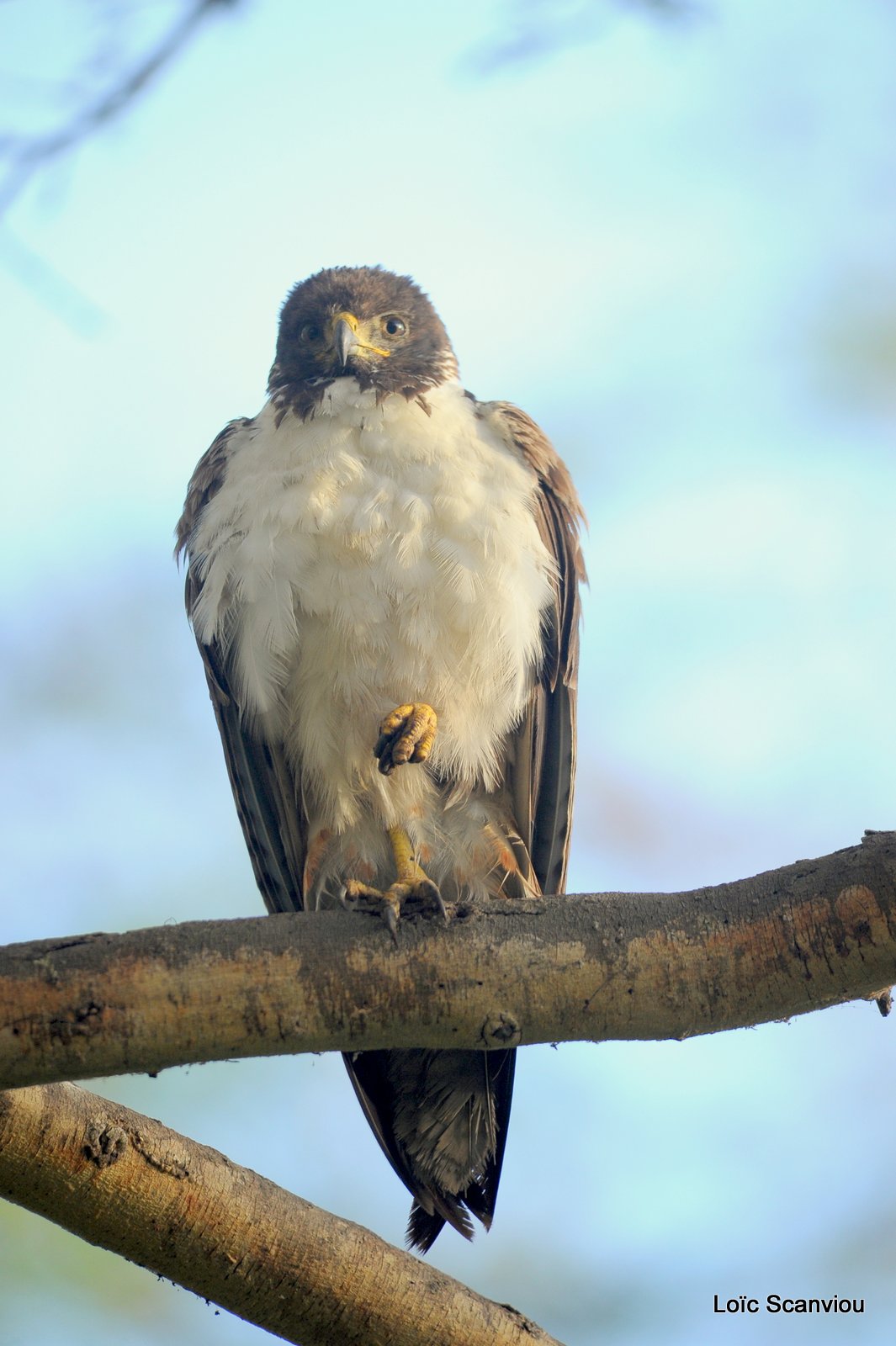Buse augure/Augur Buzzard (4)