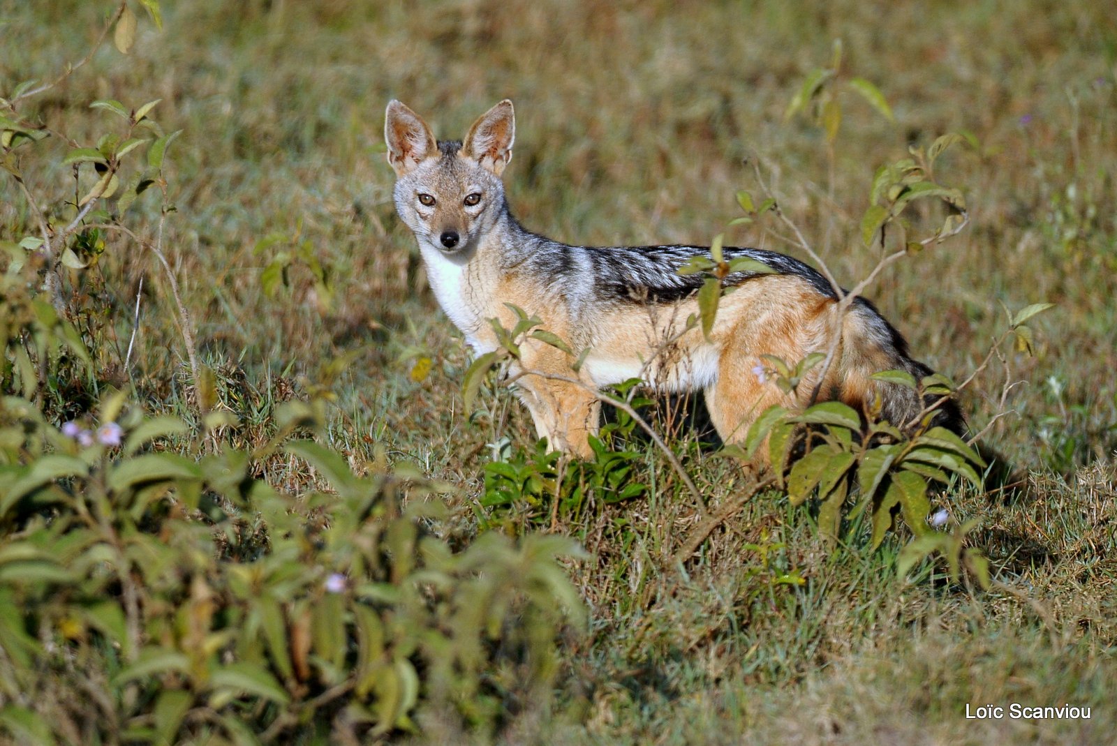 Chacal à chabraque/Black-backed Jackal (1)