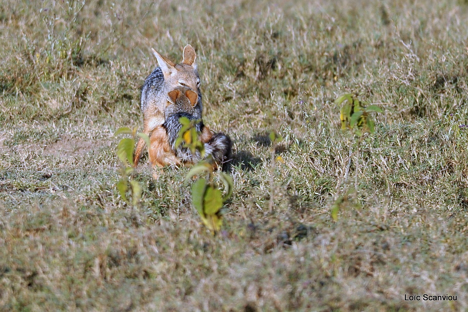 Chacal à chabraque/Black-backed Jackal (2)