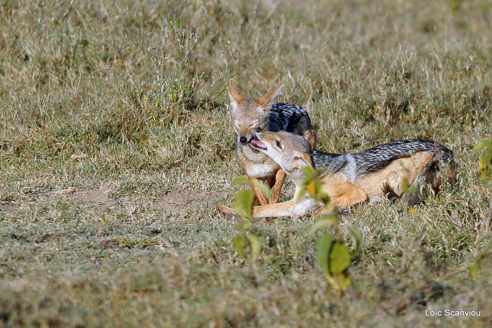 Chacal à chabraque/Black-backed Jackal (3)