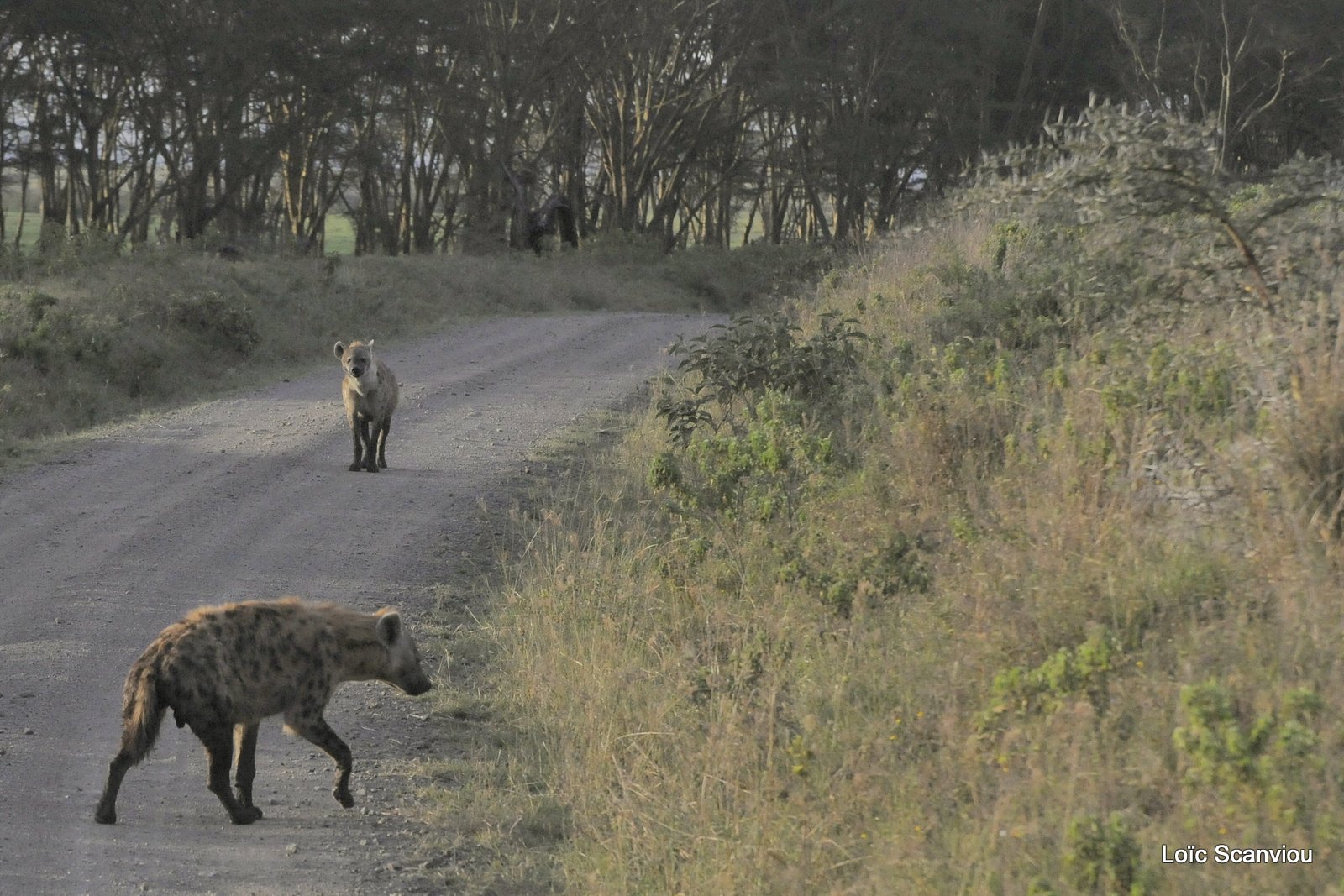 Hyène tachetée/Spotted Hyena (8)