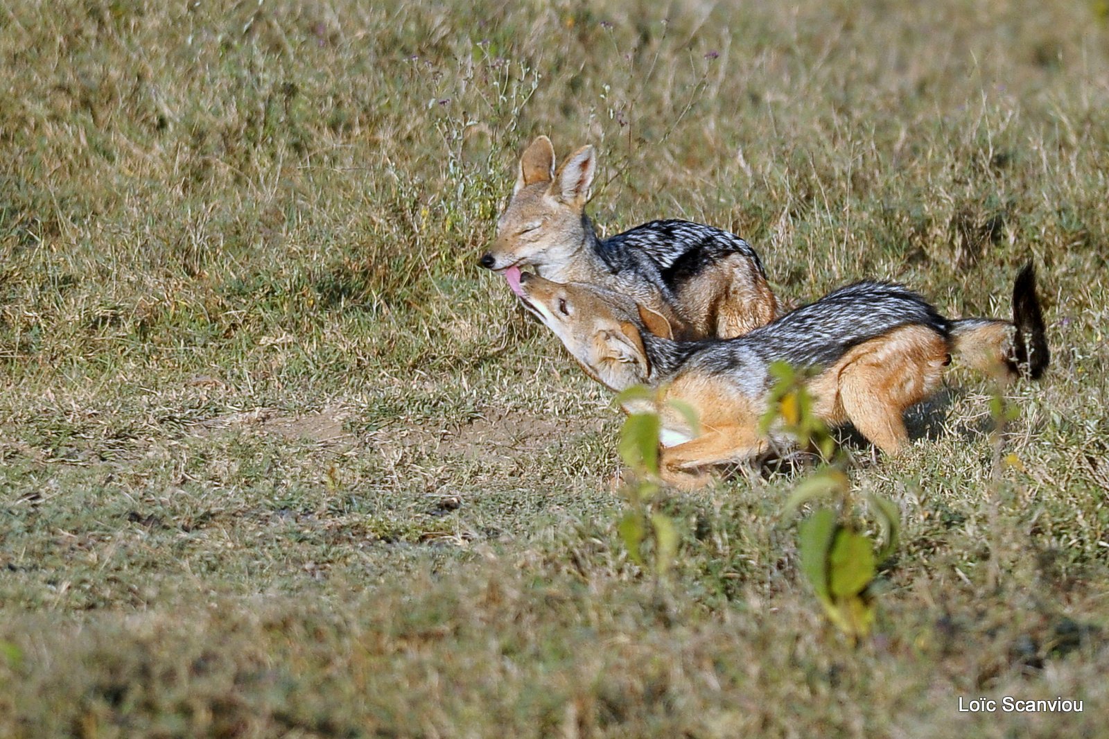 Chacal à chabraque/Black-backed Jackal (4)