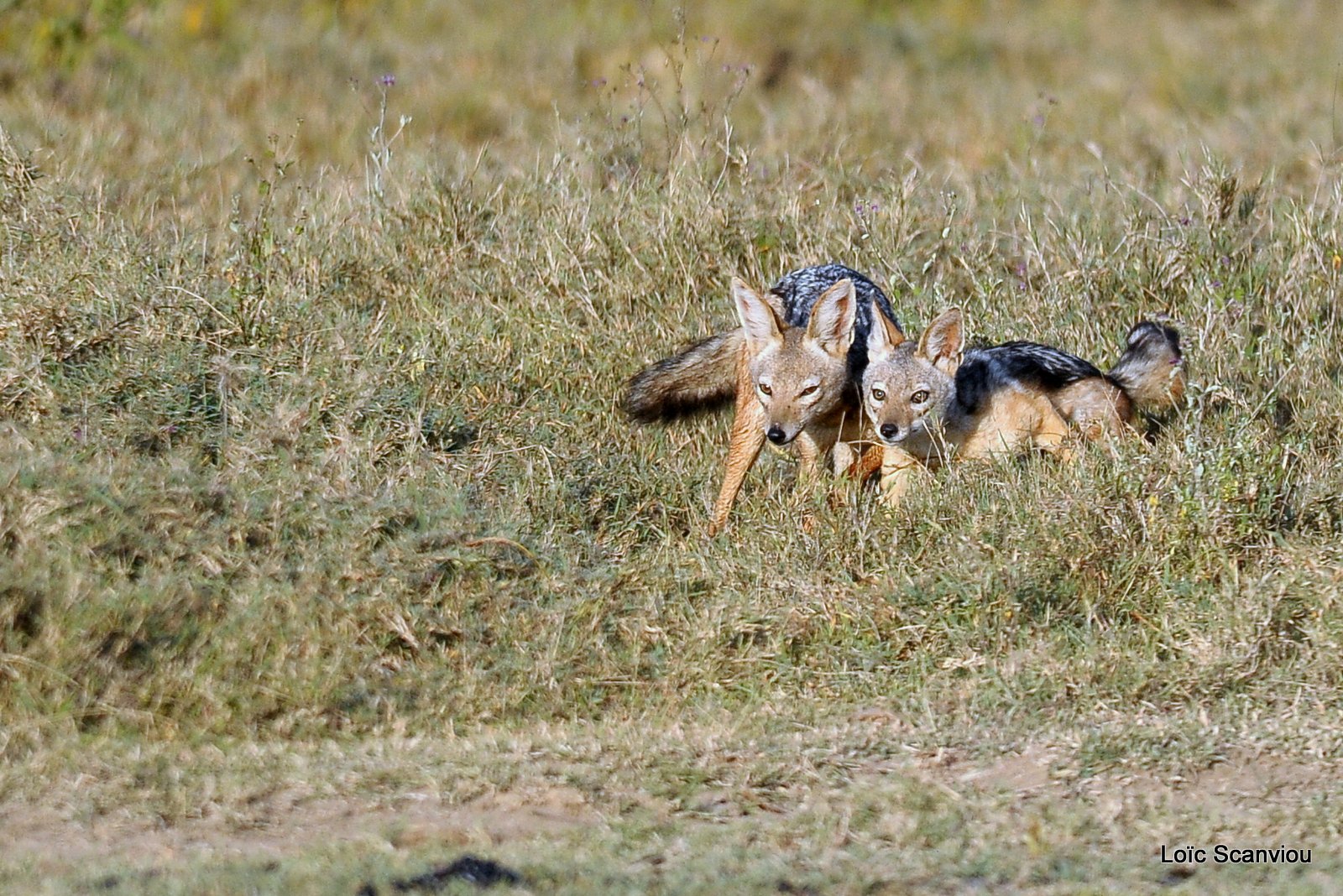 Chacal à chabraque/Black-backed Jackal (5)