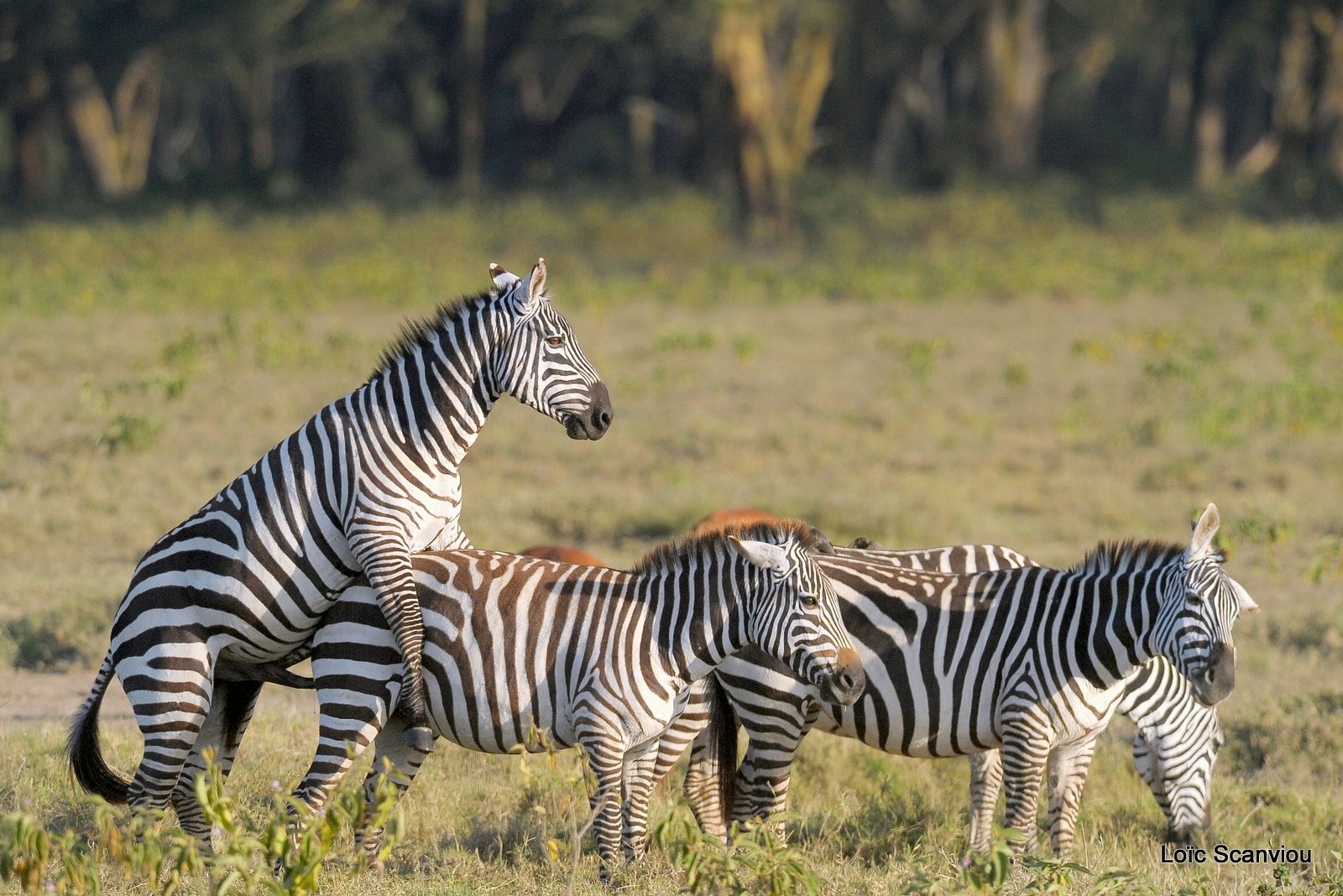 Zèbre/Zebra (7)