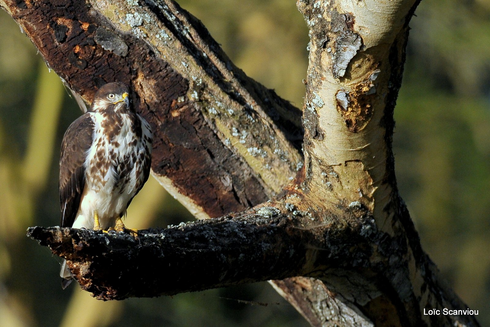 Buse augure/Augur Buzzard (5)