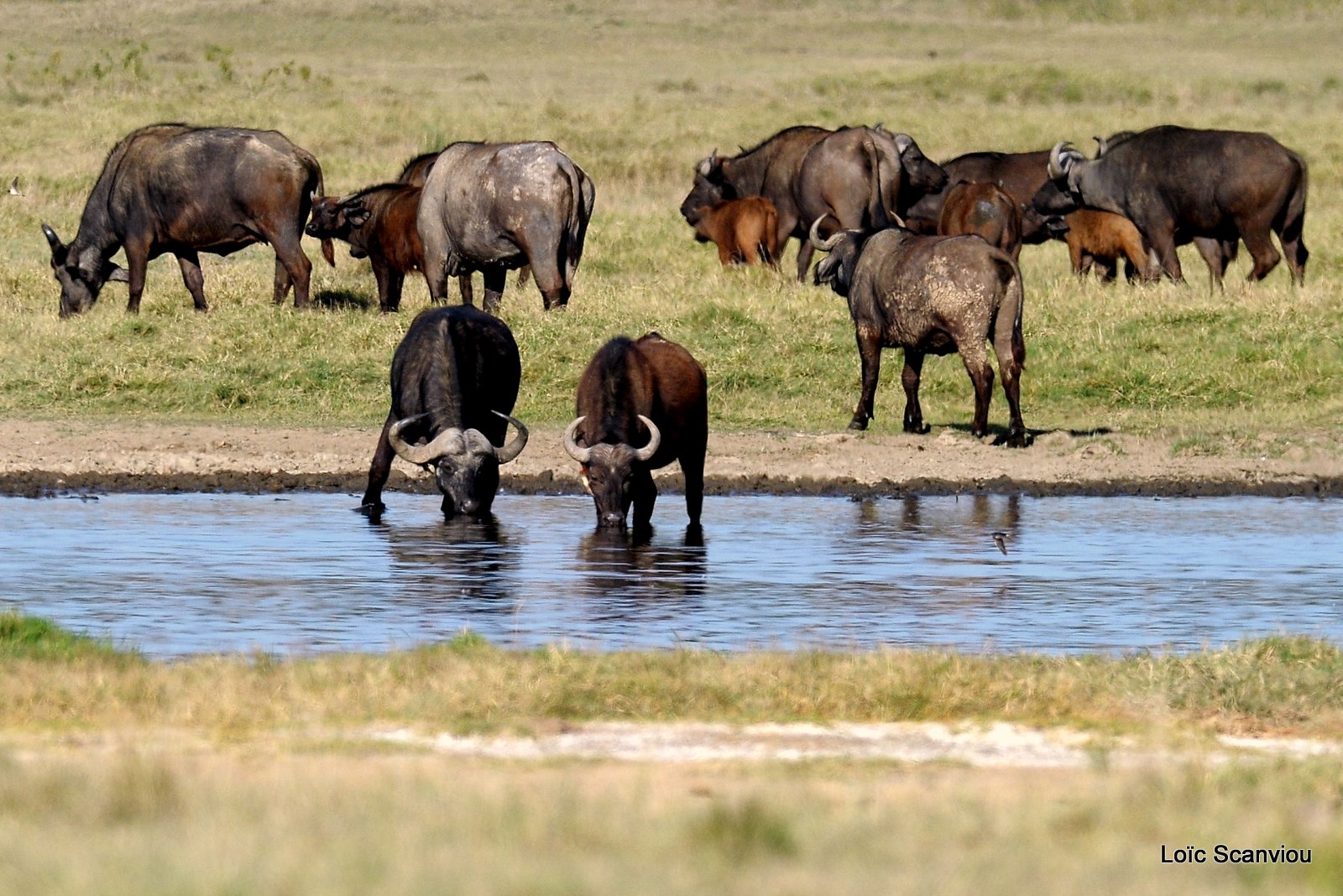 Buffle du Cap/Cape Buffalo (22)