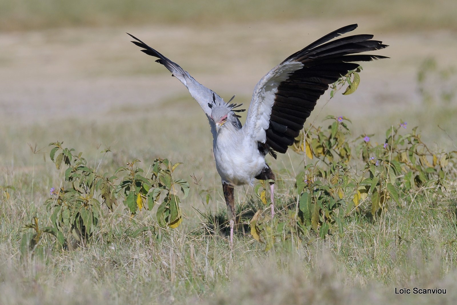 Messager sagittaire/Secretary Bird (2)