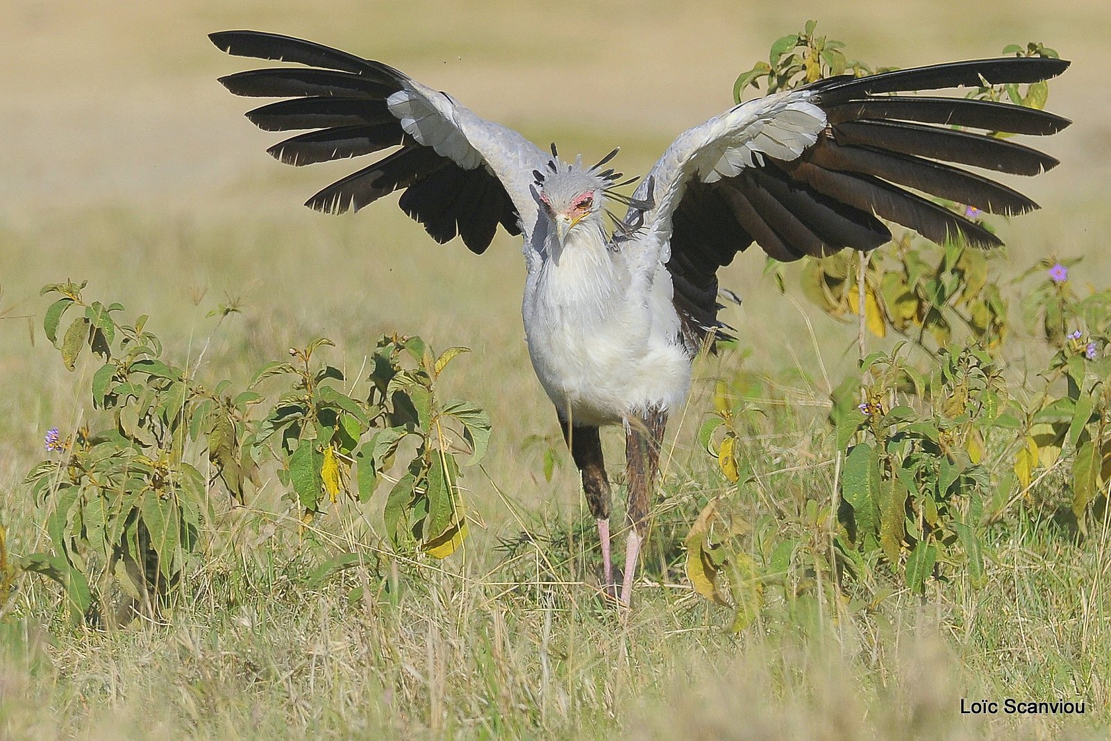 Messager sagittaire/Secretary Bird (3)